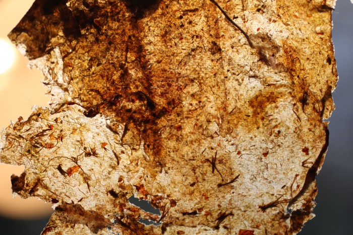 Ludovicacantarelli.3