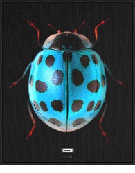 Wonderbold exhiReg33008554c809714426892f16e8b4aee73fa_LadybugFront