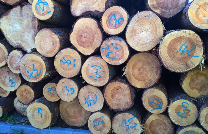 Arqadia-Chopped-trees-waiting-to-be-chopped-into-planks-copy