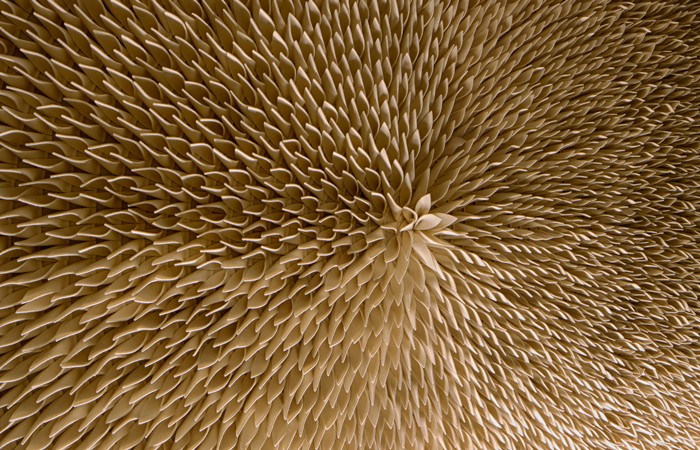 Anne-Kyyro-Quinn.Tulip.Acoustic.Colorada.01-web