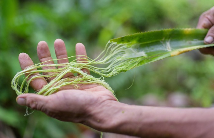 7.-Pineapple-Leaf-Decortication-web